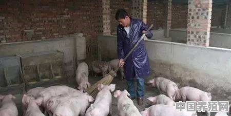 养猪人有多辛苦 - 中国养殖网