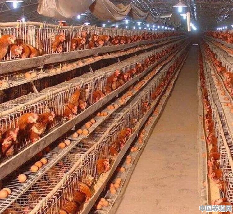 蛋鸡长时间断水会怎么样 - 中国养殖网