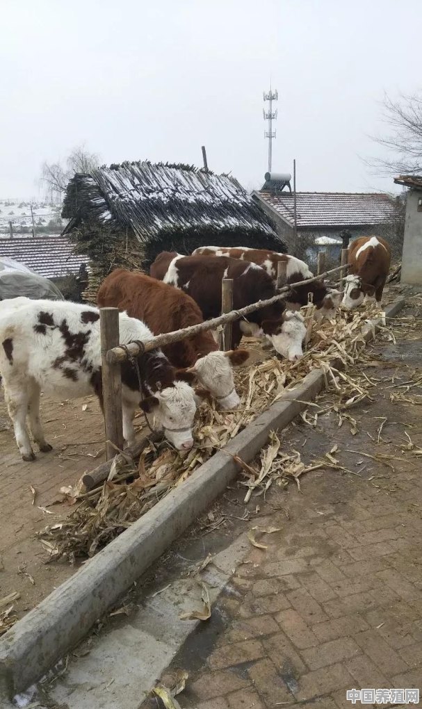 农村人在家干什么挣钱 - 中国养殖网