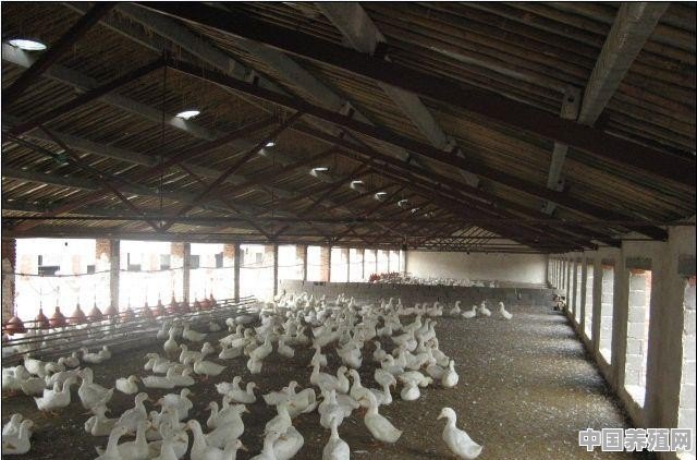 一次养5万只鸭需要多大成本 - 中国养殖网