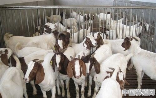 我打算养羊，请问圈养可以吗？要注意什么 - 中国养殖网