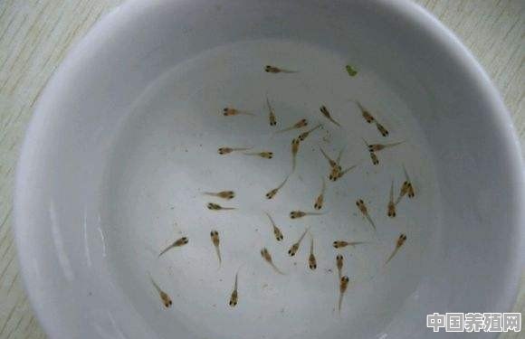 院子里的鱼池有好多蚊子，该怎么灭蚊 - 中国养殖网