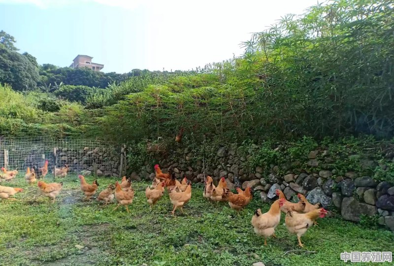 现在开一个5万只蛋鸡的养殖场，需要多少资金，一年利润有多少 - 中国养殖网