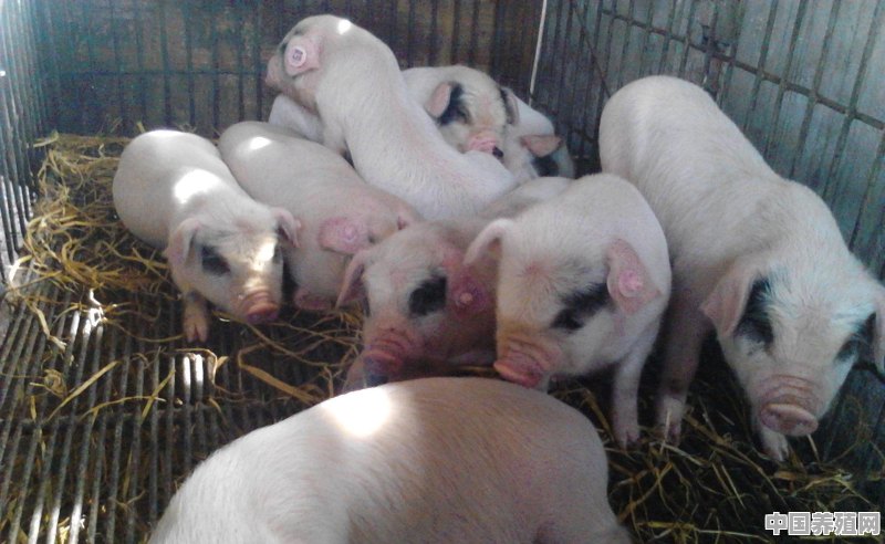 猪的生长周期分为几个阶段 - 中国养殖网