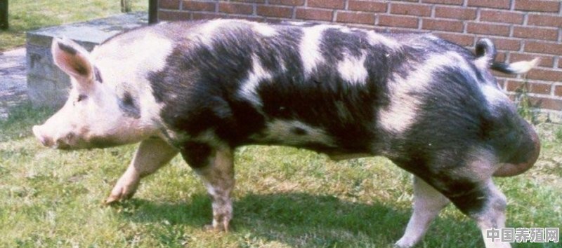 猪的生长周期分为几个阶段 - 中国养殖网