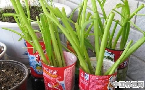 可以水培蔬菜吗？自己在家里怎么水培蔬菜 - 中国养殖网