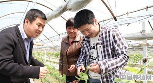 农村大学生回农村发展，你觉得怎么样 - 中国养殖网
