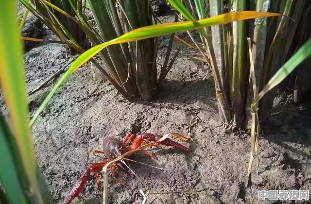 秋季投放了小龙虾种虾的新塘，用鸡粪做底肥肥水，水温25℃用量多大比较安全？有哪些相关建议 - 中国养殖网
