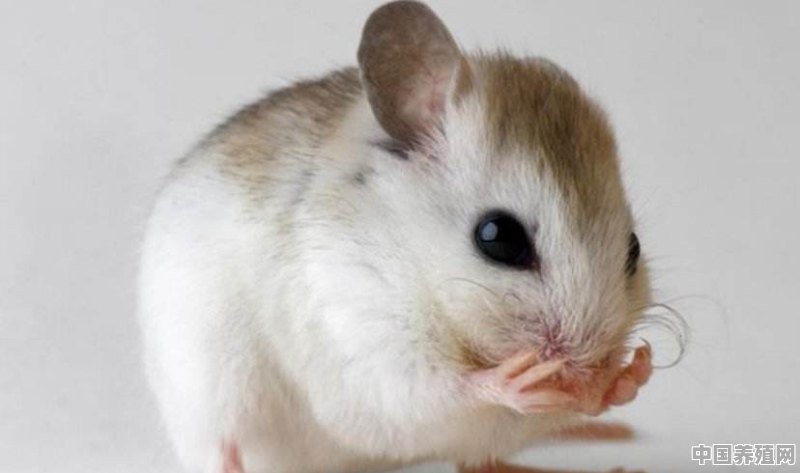老鼠怕什么植物 - 中国养殖网