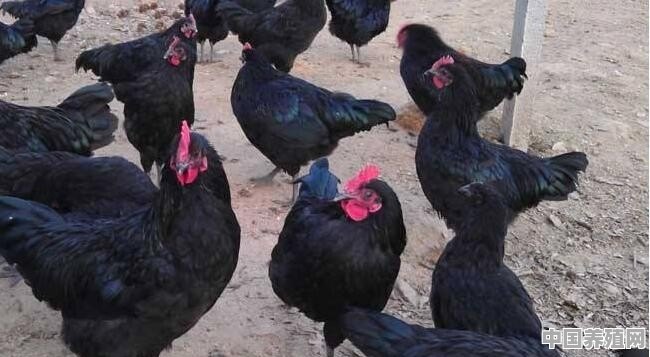 养殖五黑鸡都有哪些优点？养殖前景如何 - 中国养殖网