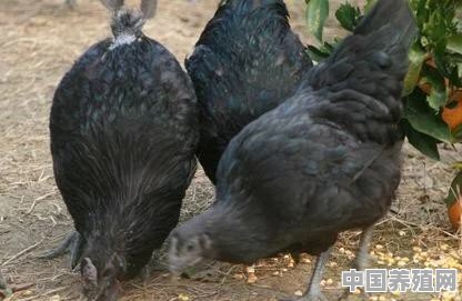 养殖五黑鸡都有哪些优点？养殖前景如何 - 中国养殖网