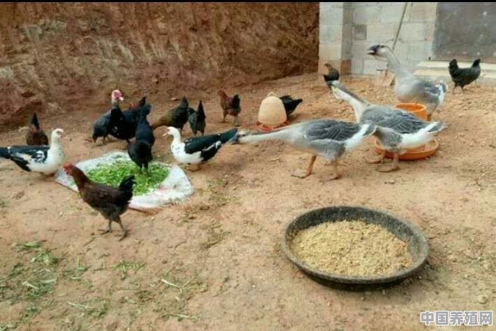 农村自家养鸡，怎么养殖才能多下蛋又防病 - 中国养殖网