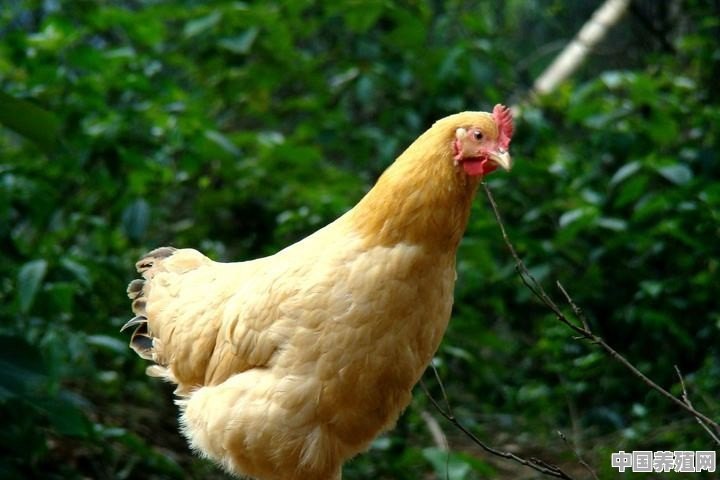 农村自家养鸡，怎么养殖才能多下蛋又防病 - 中国养殖网