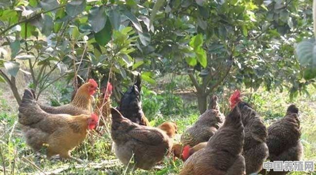 本人养殖了几百只山鸡，现在可以出售了，应该要怎样做好销售呢 - 中国养殖网
