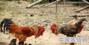 本人养殖了几百只山鸡，现在可以出售了，应该要怎样做好销售呢 - 中国养殖网