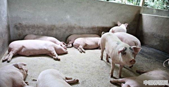 在农村自家院子里养十头猪，一年可以收入多少钱 - 中国养殖网