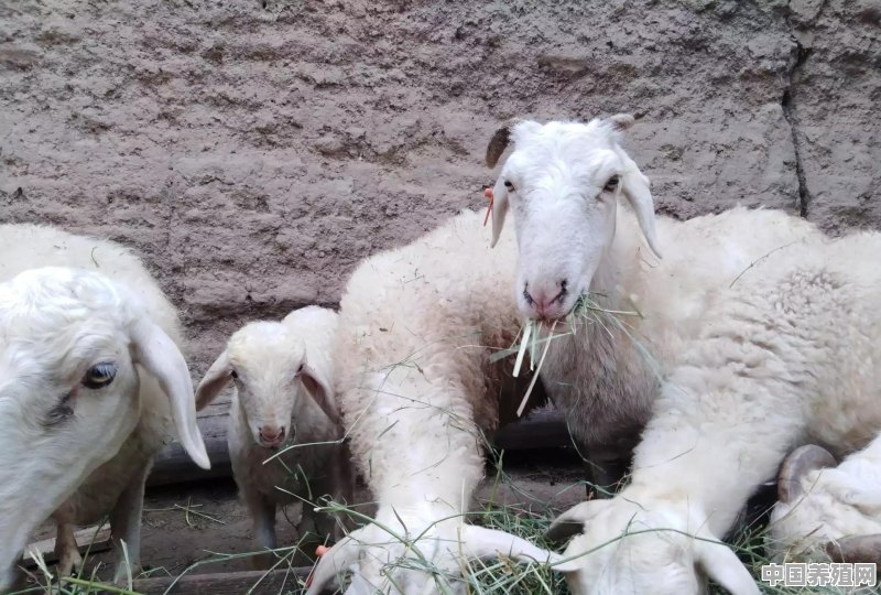 颗粒饲料喂羊有什么优点和缺点 - 中国养殖网