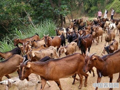颗粒饲料喂羊有什么优点和缺点 - 中国养殖网