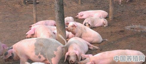在农村老家里养五十头猪，要符合哪些要求？需要畜牧局审批吗 - 中国养殖网