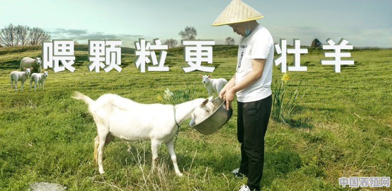 养牛使用铡草机好还是揉丝机好，这个你知道 - 中国养殖网