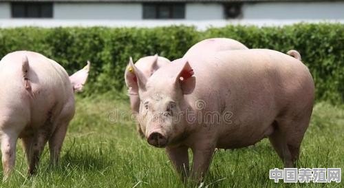 论如何提高生猪养殖技术 - 中国养殖网