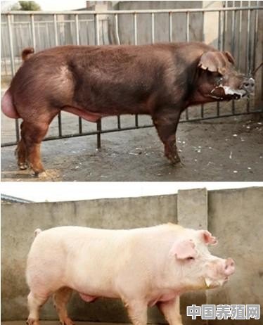 论如何提高生猪养殖技术 - 中国养殖网