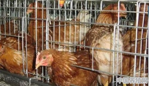 请问饲料鸡和农村走地鸡的区别 - 中国养殖网