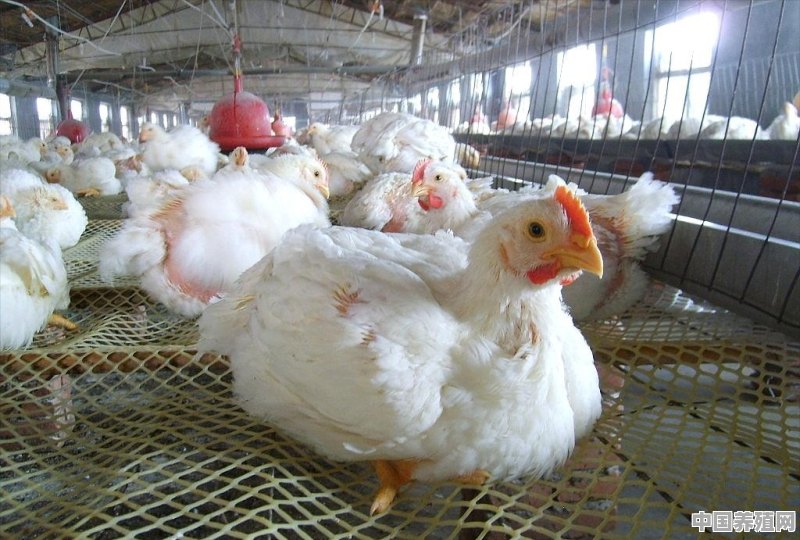 养鸡是放在室内养好还是放在外面养好 - 中国养殖网