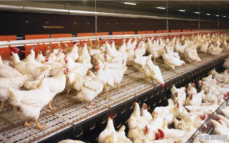 养鸡是放在室内养好还是放在外面养好 - 中国养殖网