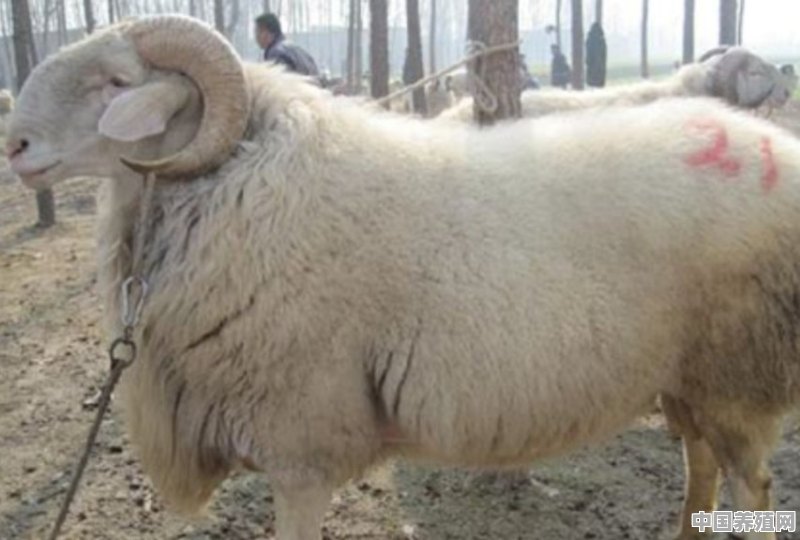 齐齐哈尔养殖小尾寒羊可以吗 - 中国养殖网