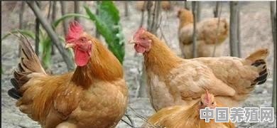 小黄鸭散炮开法 - 中国养殖网