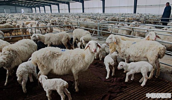 山西省对养羊的补贴，有什么标准 - 中国养殖网