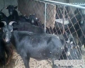 东莞黑羊养殖基地在哪里 - 中国养殖网