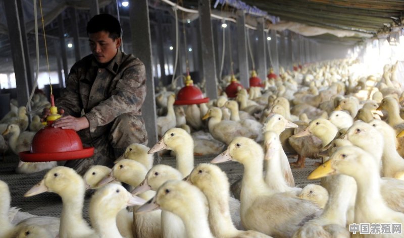 山上养鸭子,应该注意些什么 - 中国养殖网