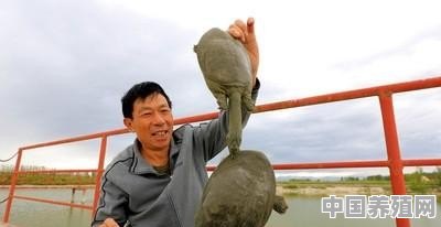 家里鱼的养殖注意事项 - 中国养殖网