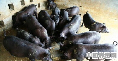 土猪什么季节养殖最好 - 中国养殖网