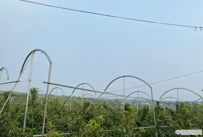 樱桃防雨棚怎样建 - 中国养殖网