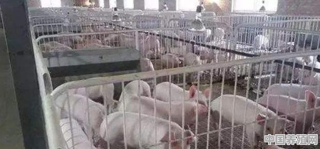 一头猪到出栏成本多少 - 中国养殖网