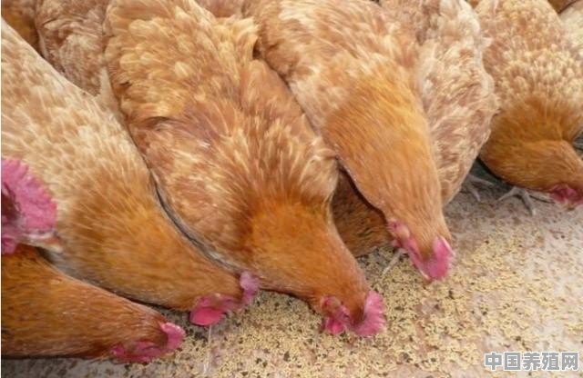 黑水虻养殖鸡 - 中国养殖网