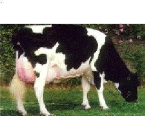 奶牛养殖牛床铺垫 - 中国养殖网