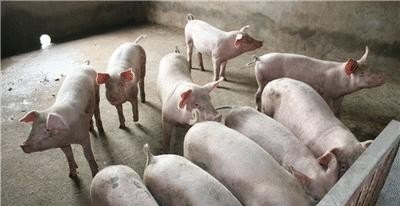 农村养猪应该如何管理 - 中国养殖网