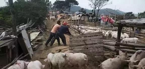 农村小型家庭养殖羊合法吗现在 - 中国养殖网