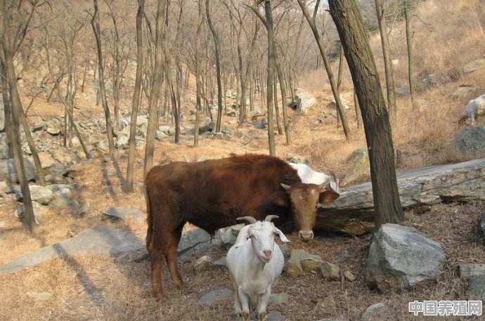 养殖牛用什么车型最好 - 中国养殖网