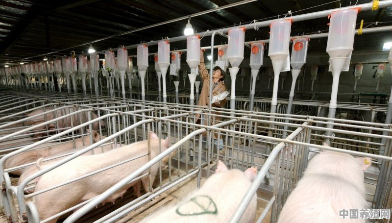 5000千头猪的养殖场要多少钱 - 中国养殖网