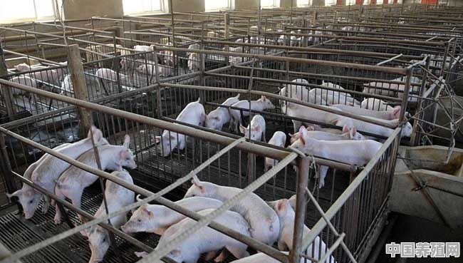 养殖猪幼崽价格 - 中国养殖网