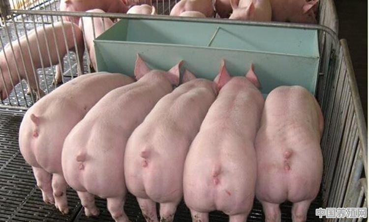 养殖猪会生病吗为什么 - 中国养殖网