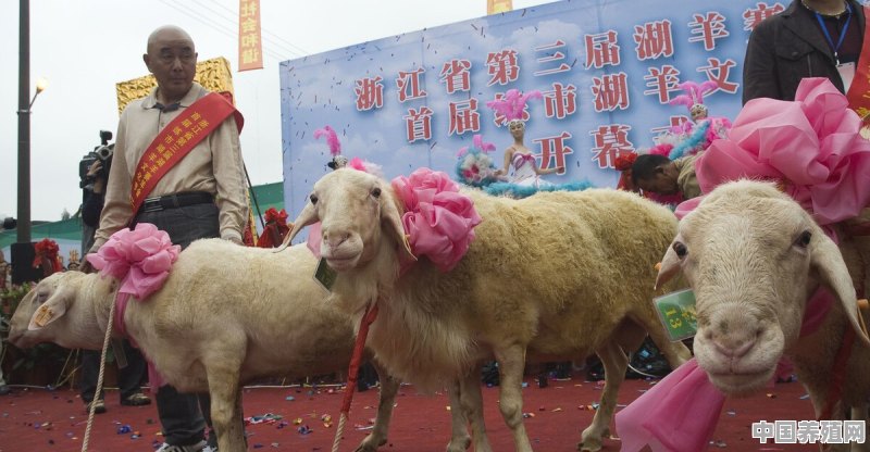 养殖羊能不能用肥料施肥 - 中国养殖网