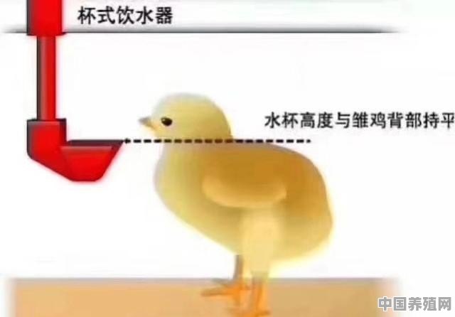 养殖鸡用什么水最好养殖呢 - 中国养殖网