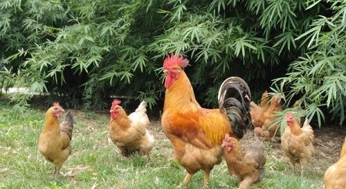 养殖鸡在哪养殖最好吃呢视频 - 中国养殖网