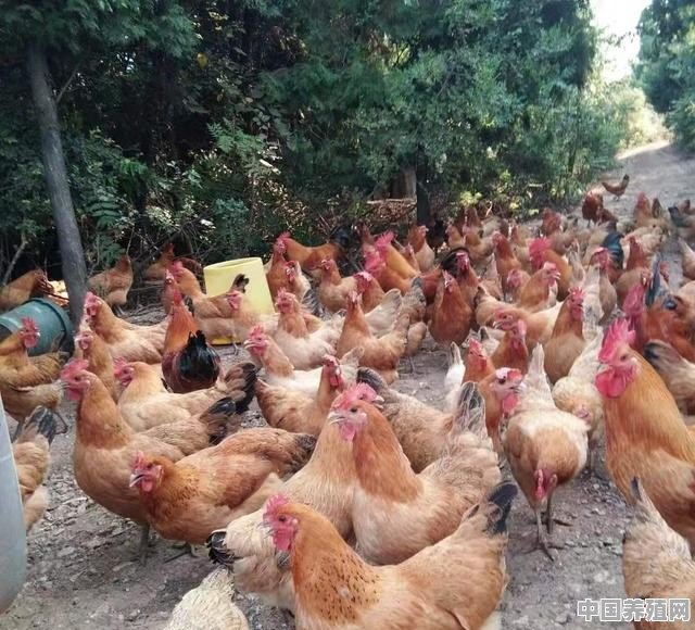 养殖鸡如何选地方养殖好呢 - 中国养殖网